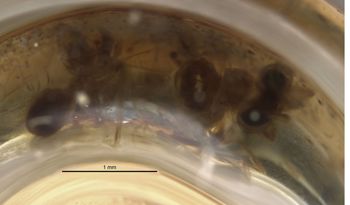 Media type: image;   Entomology 11935 Aspect: habitus lateral view